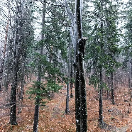 Daire Z Pieknym Widokiem Na